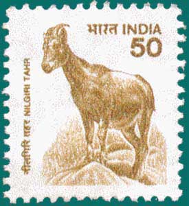 SG # 1924, Nilgiri Tahr