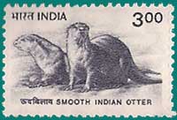 SG # 1926, Smooth Indian Otter