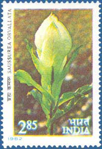 SG # 1046 (1982), Bramha Kamal