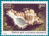 SG 1832 (1998), Chicoreus brunneus Linnaeus