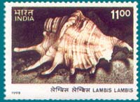 SG 1833 (1998), Lambis lambis Linnaeus