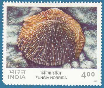 SG # 2009 (2001), Corals - Fungia horrida